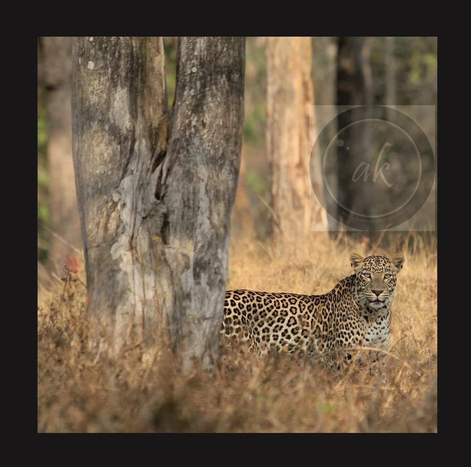 Leopard at Bandipur